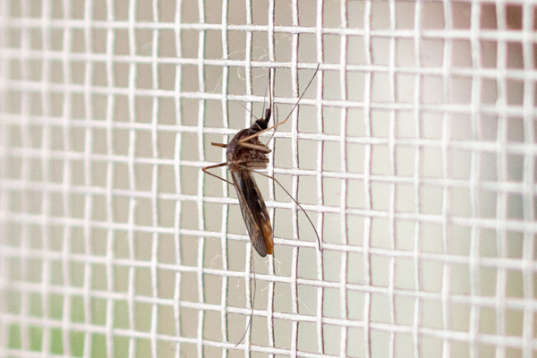 Rovarháló és szúnyogháló ajtók, mobil megoldások – Ajtó Therm